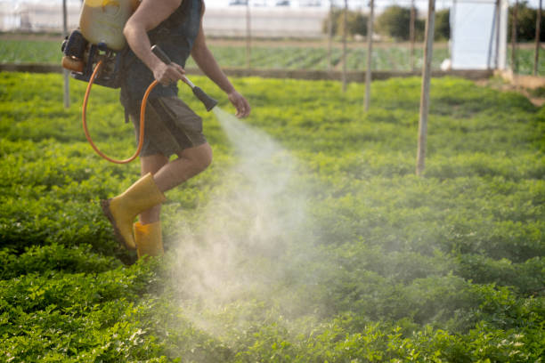 Wasp Removal Services in Geistown, PA