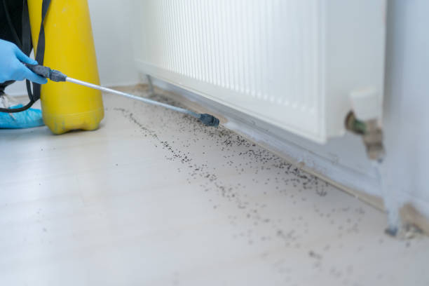 Reliable Geistown, PA Pest Control Solutions